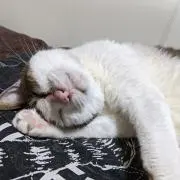 しまの画像