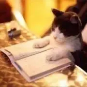 山猫ロック