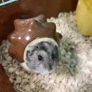 こたろー