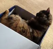 ぽんた
