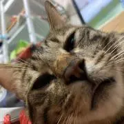 ナーラカルボの画像