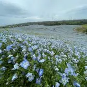 YOの画像