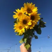 tmの画像