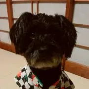 たぬき