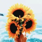 sunflowerの画像