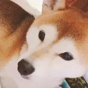 メリの画像