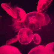 Cosme2021の画像