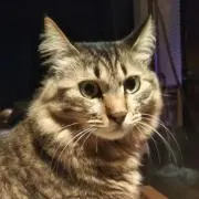 まあごの画像