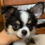 きのこの山プロフ必読