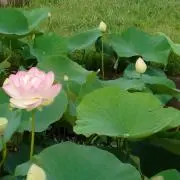 ももんの画像