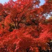 すんたの画像