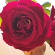 bossan123の画像