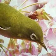 meziroの画像