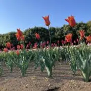 にかの画像