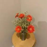 ぴゃの画像
