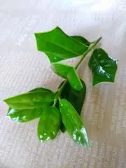 のみの画像