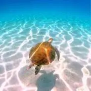 ルイの画像