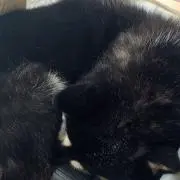 あかり