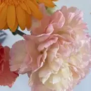 saiの画像