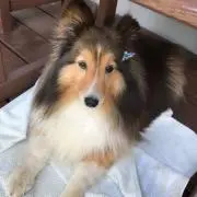 ミントの画像
