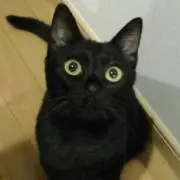 大槻裕ミゲールヌネス様専用 アッシュダウン Five15 ベース アンプ