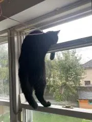 lil ネコの画像