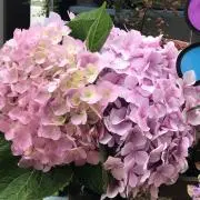 MHUSK様専用】天然石グリーンストロベリークォーツの馬 NO.120902