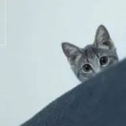 ぽちゃ猫