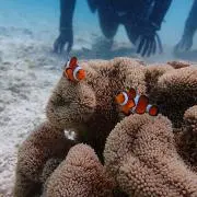 ちろの画像