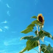 らむねの画像