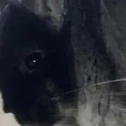 ちゃちゃ