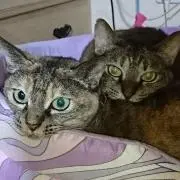 メグの画像