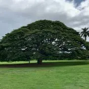 pittariの画像