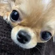 モリモリの画像