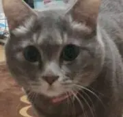 はな