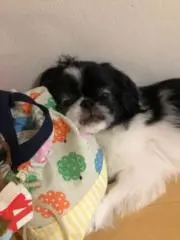 たにし　プロフ必読の画像