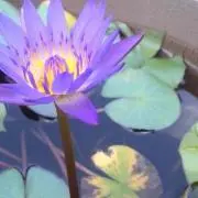 みこりや