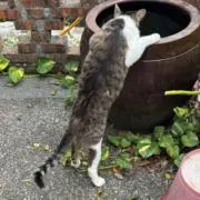Sculuactの画像