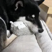 ななしの画像