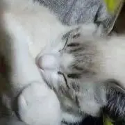 TARIの画像