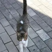 マロングラッセ