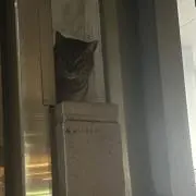 にんじんの画像