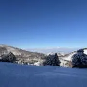 ぱるむの画像