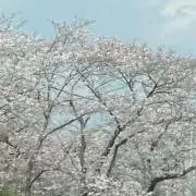 shimaの画像