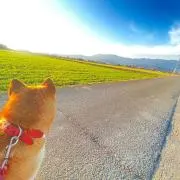 ナオの画像