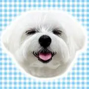 まいすいーとはにーの画像