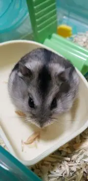 YuUの画像