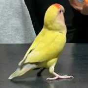 ユーコリン