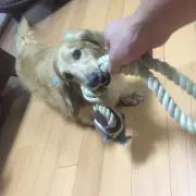 遊戯王】青眼の白龍 真紅眼 ガール PSA10 3連番 ヒスコレ ウルトラ