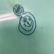 やたはの画像